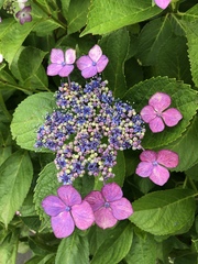 Hydrangea macrophylla