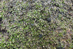 Lobelia perpusilla