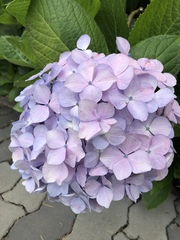 Hydrangea macrophylla
