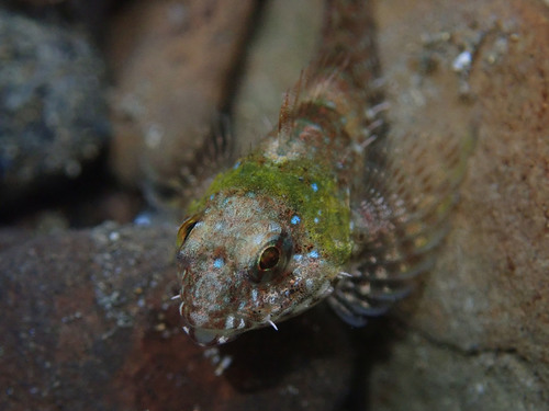 Woolly sculpin (Clinocottus analis) — Cottidae — 4