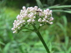 Valeriana officinalis