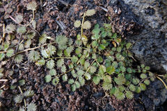 Argentina anserinoides