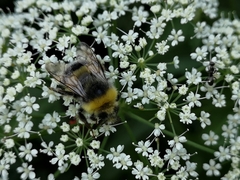 Bombus lucorum