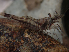 Alpheoidea