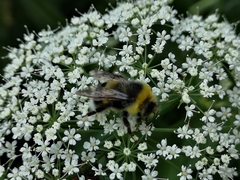 Bombus lucorum