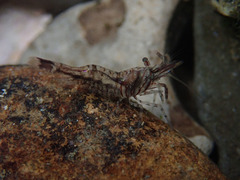 Alpheoidea