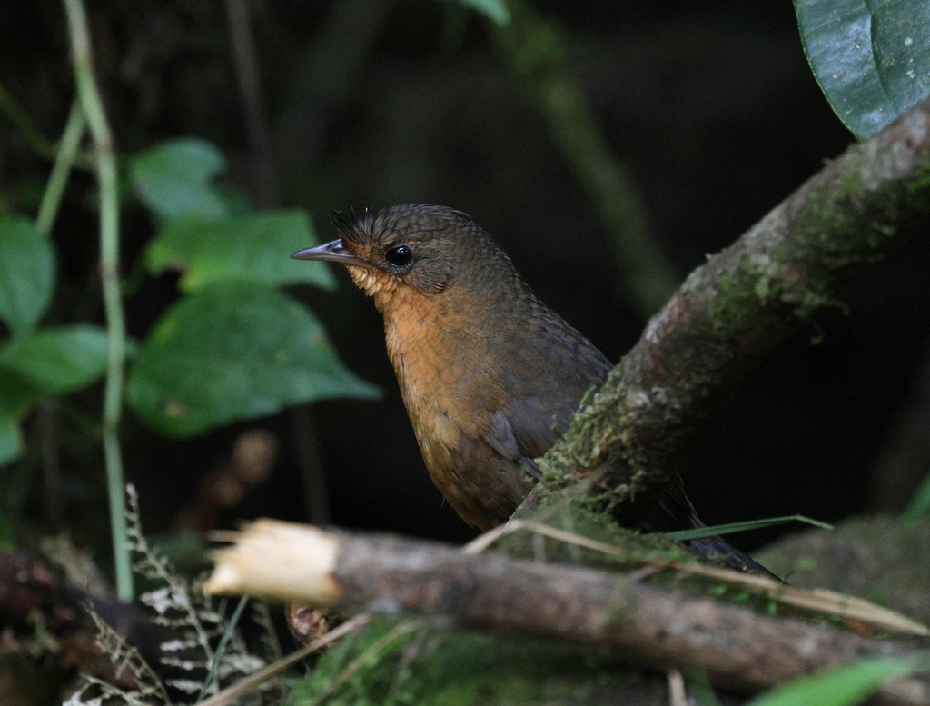 Slaty Bristlefront