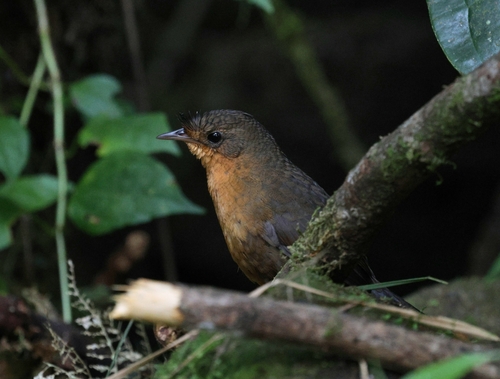 Slaty Bristlefront