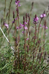 Sidalcea pedata
