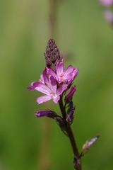 Sidalcea pedata