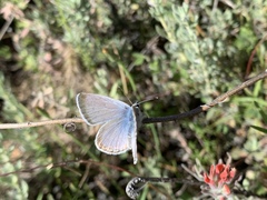 Icaricia icarioides evius