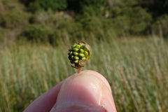 Argentina anserinoides