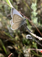 Icaricia icarioides evius