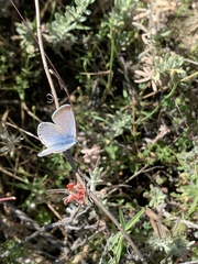 Icaricia icarioides evius
