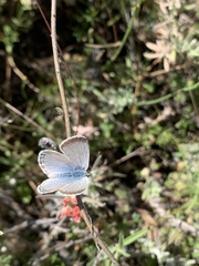 Icaricia icarioides evius