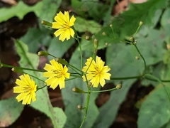 Ixeridium laevigatum