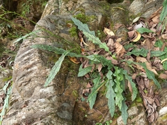 Ixeridium laevigatum