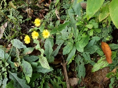 Ixeridium laevigatum