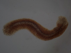 Enchiridium punctatum