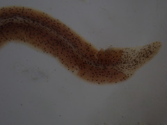 Enchiridium punctatum
