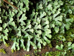 Marchantia emarginata