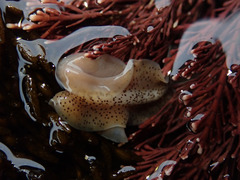 Enchiridium punctatum