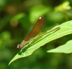 Calopteryx
