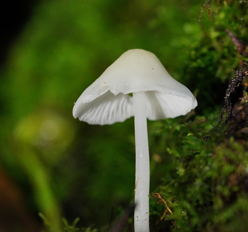 Milky Bonnet