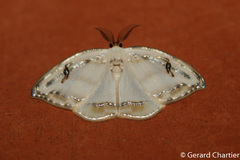 Callidrepana gelidata