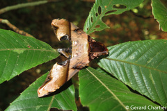 Amplypterus panopus