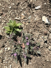 Collomia diversifolia