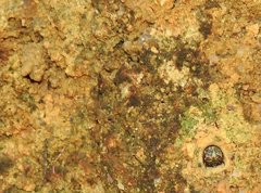 Heptodonta posticalis