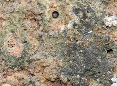 Heptodonta posticalis