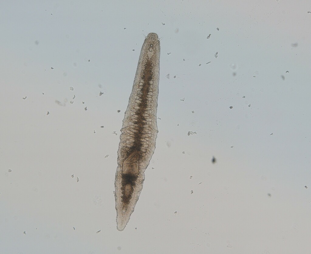 Otoplanidae