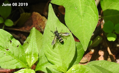 Temnostoma bombylans