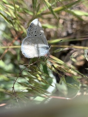 Icaricia icarioides evius