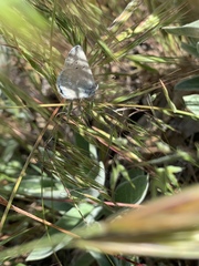 Icaricia icarioides evius