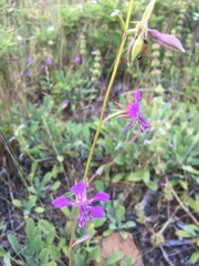 Clarkia rhomboidea