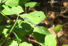 Coenagrion johanssoni