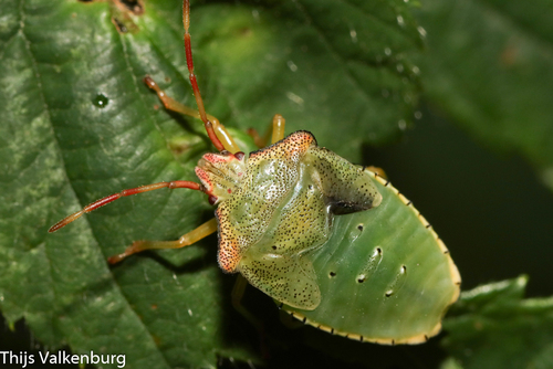Hawthorn Shield Bug, Doorwerth, Netherlands, photo 8 of 10