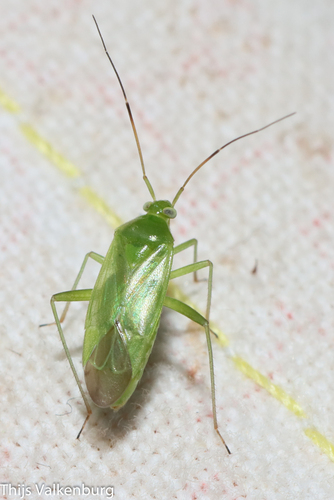 Common Green Capsid, Doorwerth, Netherlands, photo 8 of 10