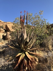 Aloe littoralis image