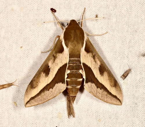 Leafy Spurge Hawkmoth photo 5
