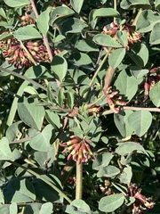 Hosackia crassifolia crassifolia
