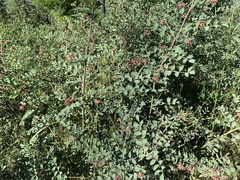 Hosackia crassifolia crassifolia