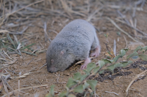 Mountain Mole Vole (Bramus lutescens) — Data Deficient Mammalia