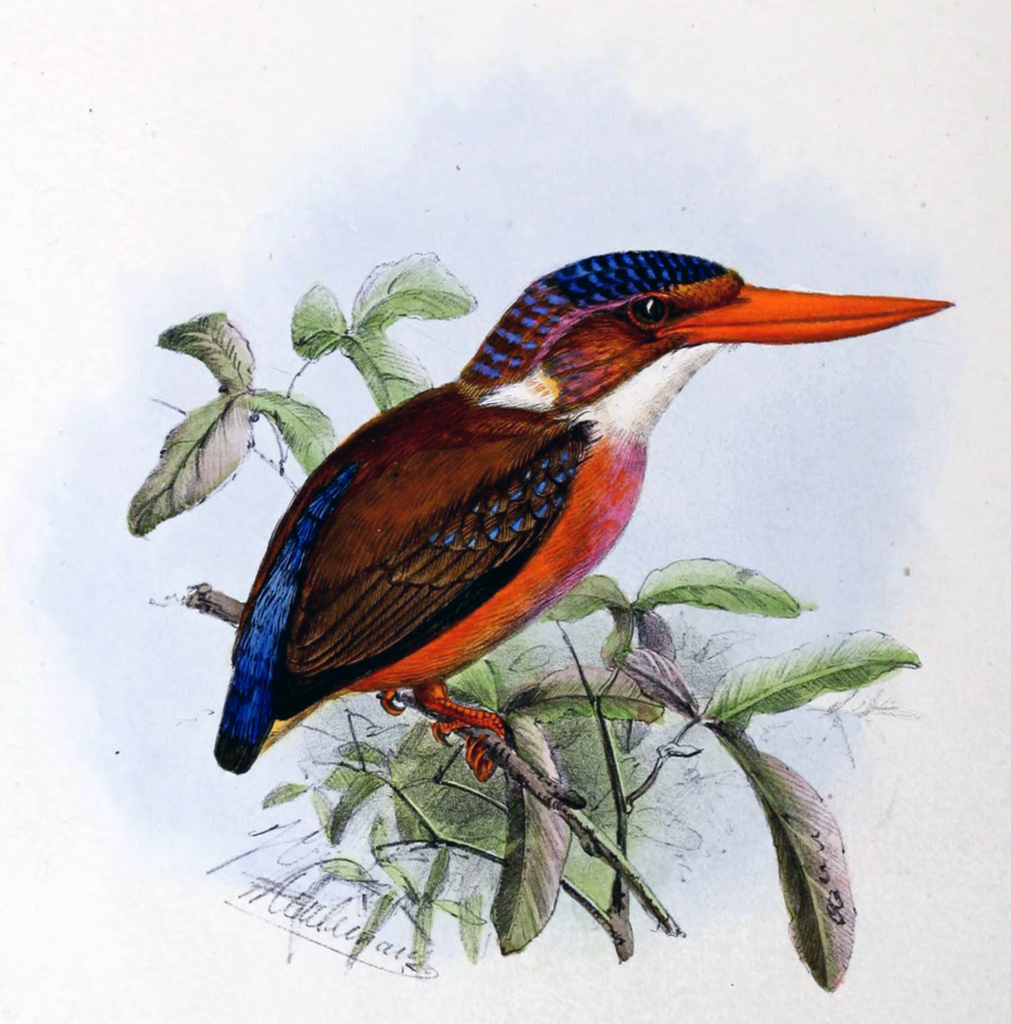 Sangihe Dwarf-Kingfisher (Ceyx sangirensis) photo