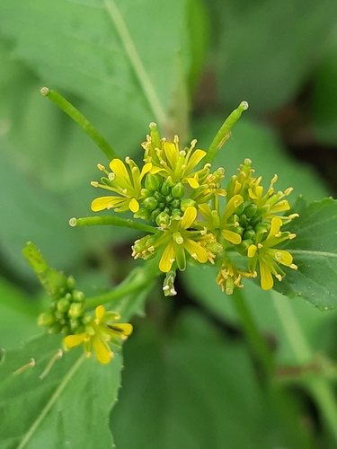 Rorippa indica