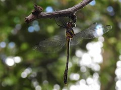 Macromidia rapida