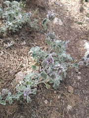 Marrubium supinum